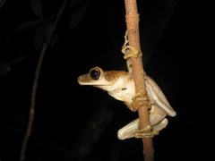 Osteocephalus taurinus