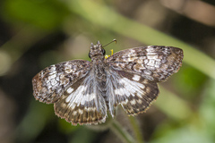 Chiomara asychis autander
