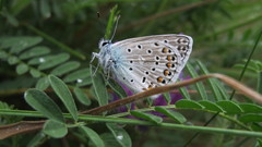 Polyommatus escheri