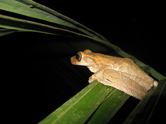 Osteocephalus taurinus