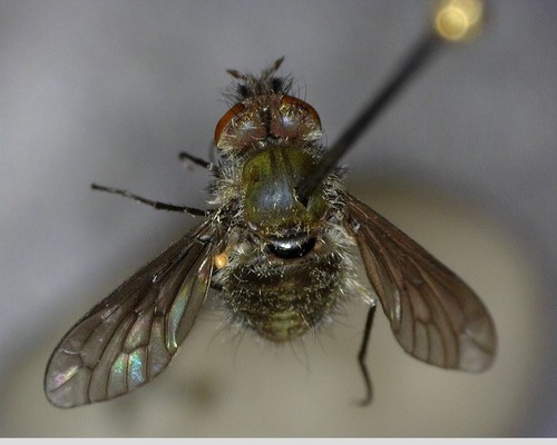iNaturalist observation photo of Conophorus