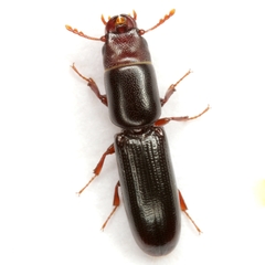 Corticotomus cylindricus