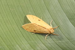 Lophocampa montana