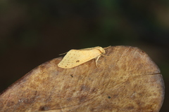 Lophocampa montana