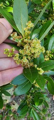 Ocotea pulchella