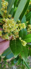 Ocotea pulchella