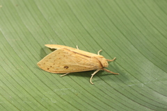 Lophocampa montana