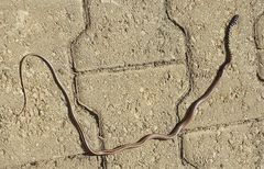 Psammophis praeornatus