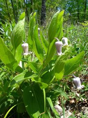 Clematis fremontii