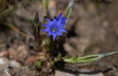 Gentiana karelinii