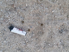 Sylvilagus cunicularius