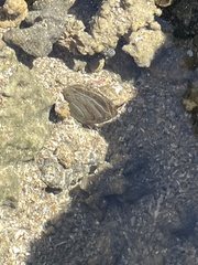 Isognomon