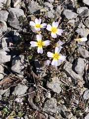 Leavenworthia