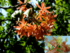 Epidendrum cinnabarinum