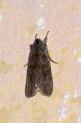Lithophane lapidea