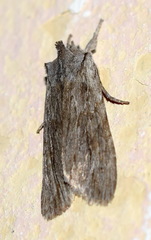 Lithophane lapidea
