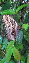 Caligo oileus