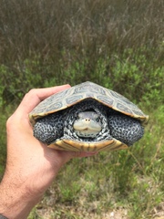 Malaclemys terrapin centrata