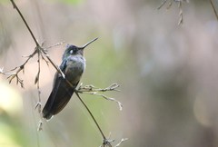 Stephanoxis loddigesii