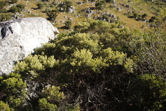 Phylica buxifolia