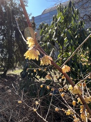 Chimonanthus