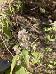 Hyptis oblongifolia