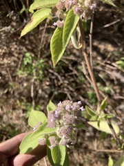Hyptis oblongifolia