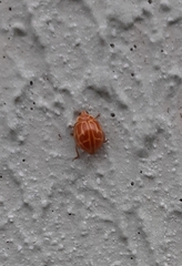 Neocalvia anastomozans