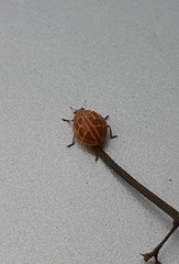 Neocalvia anastomozans