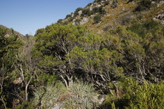 Metrosideros angustifolia