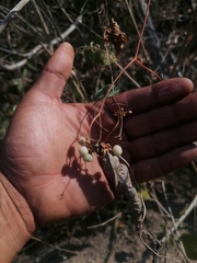 Ampelocissus acapulcensis