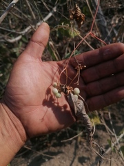 Ampelocissus acapulcensis