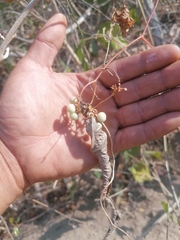 Ampelocissus acapulcensis