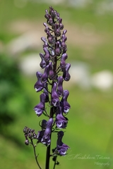 Aconitum leucostomum
