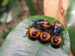 Augocoris illustris