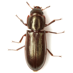 Tenebroides semicylindricus