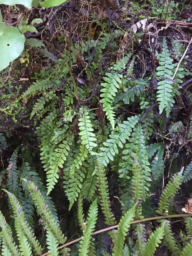 Blechnum × aggregatum