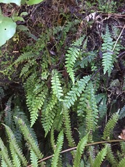 Blechnum × aggregatum