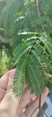 Mimosa bimucronata