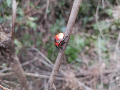Poecilocoris latus
