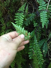Blechnum × aggregatum