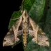 Eumorpha megaeacus - Photo (c) Roman Willi, algunos derechos reservados (CC BY-NC), subido por Roman Willi