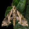 Eumorpha megaeacus - Photo (c) Roman Willi, some rights reserved (CC BY-NC), uploaded by Roman Willi