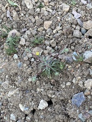 Rigiopappus leptocladus