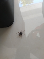 Paraphrynus carolynae