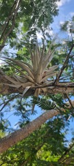Tillandsia gardneri