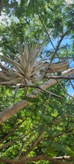 Tillandsia gardneri