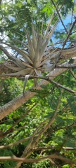 Tillandsia gardneri