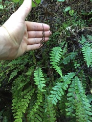 Blechnum × aggregatum