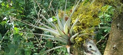 Tillandsia gardneri